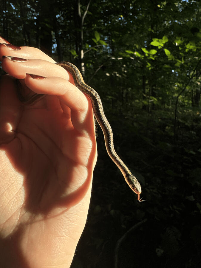 Wild Baby Garter Snake