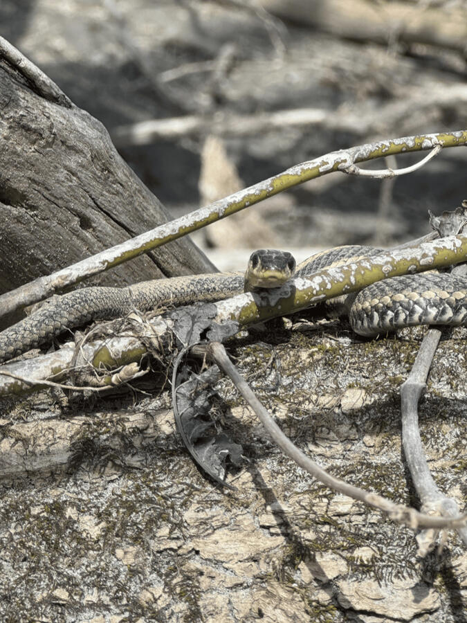 Wild Garter Snake